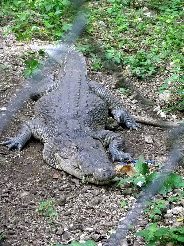 Crocodylus moreletii