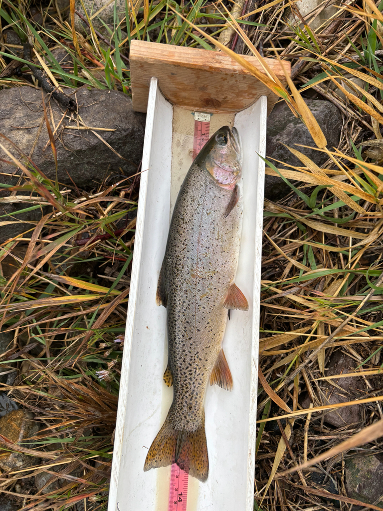 Oncorhynchus virginalis ssp. bouvieri