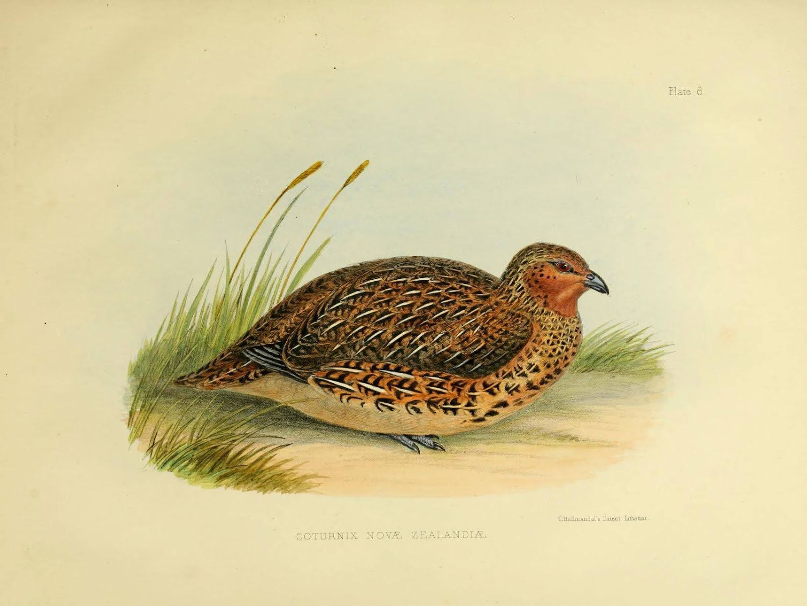 Coturnix novaezelandiae
