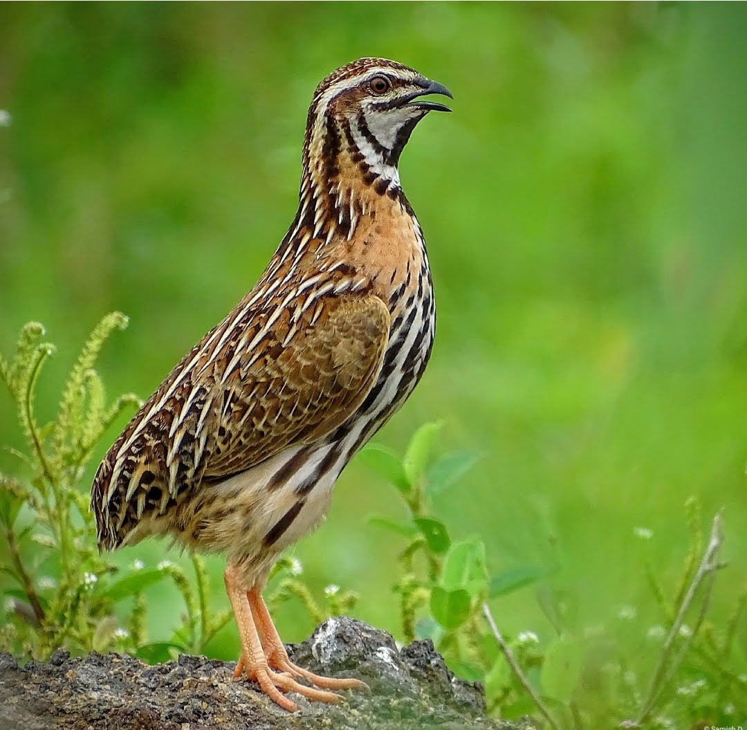 Coturnix coromandelica
