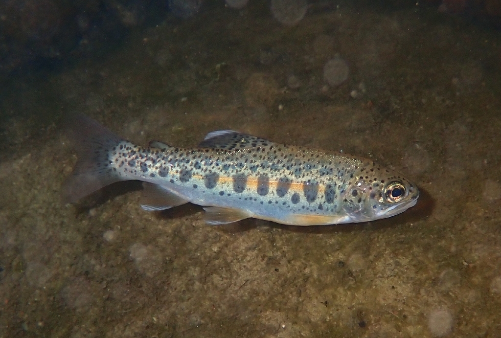 Oncorhynchus mykiss ssp. irideus