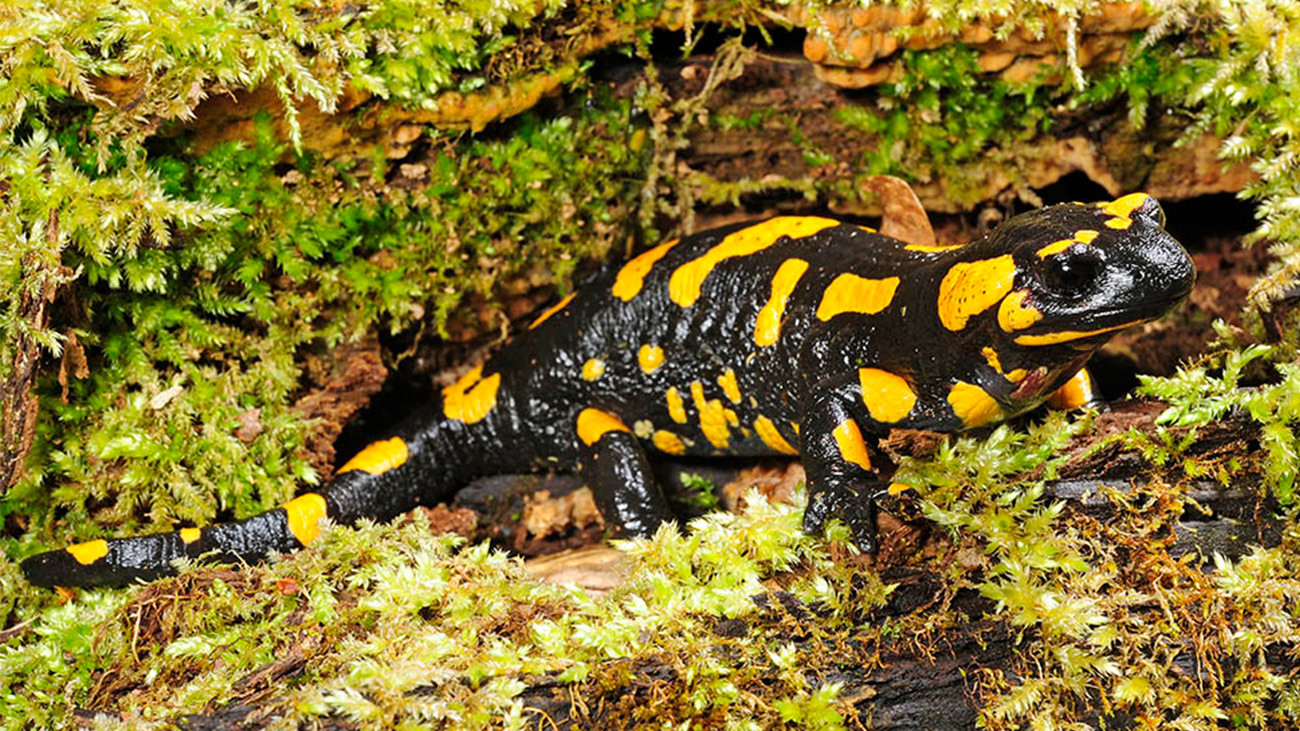Salamandra Almanzoris