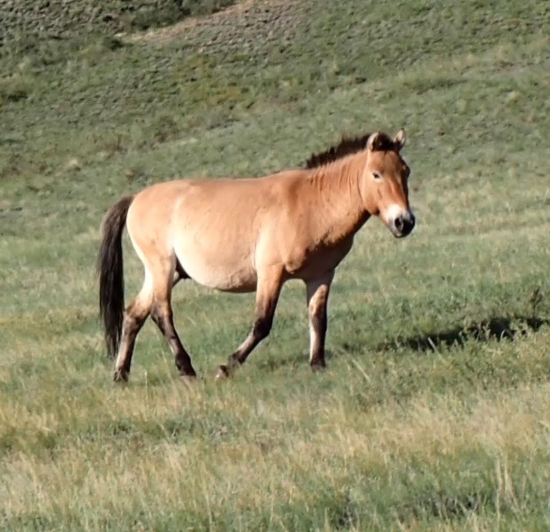Equus ferus
