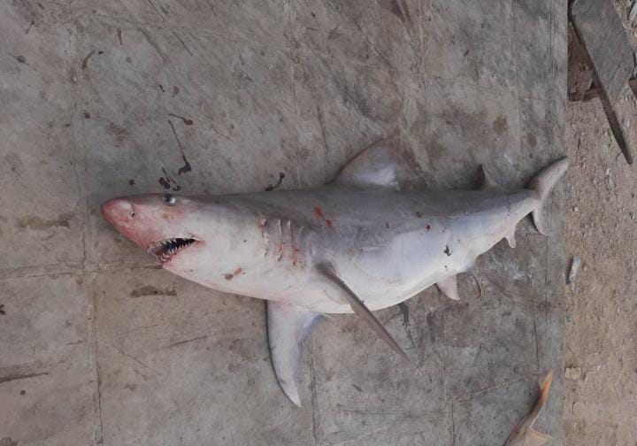 Hemipristis elongata