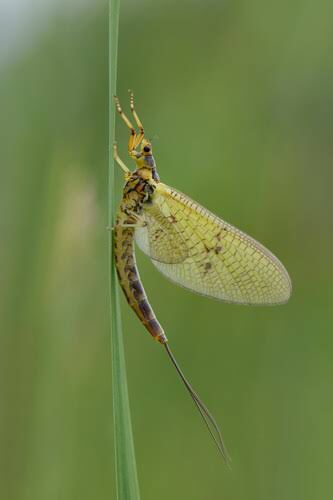Habroleptoides berthelemyi