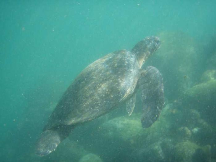 Chelonia mydas ssp.agassizii