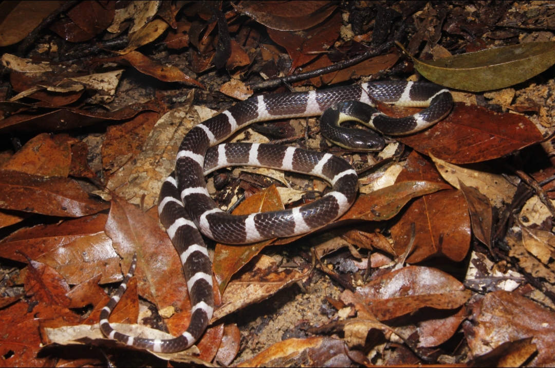 Bungarus sagittatus