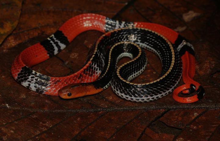 Bungarus Flaviceps
