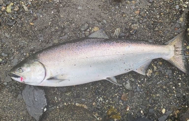 Oncorhynchus tshawytscha