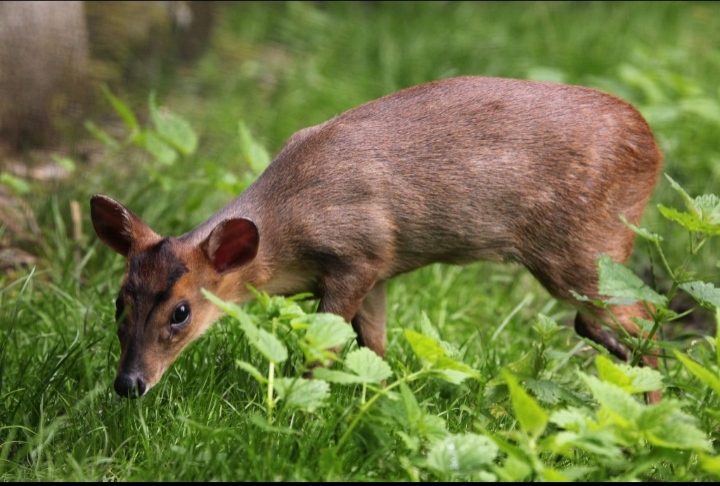 Muntiacus reevesi ssp.sinensis