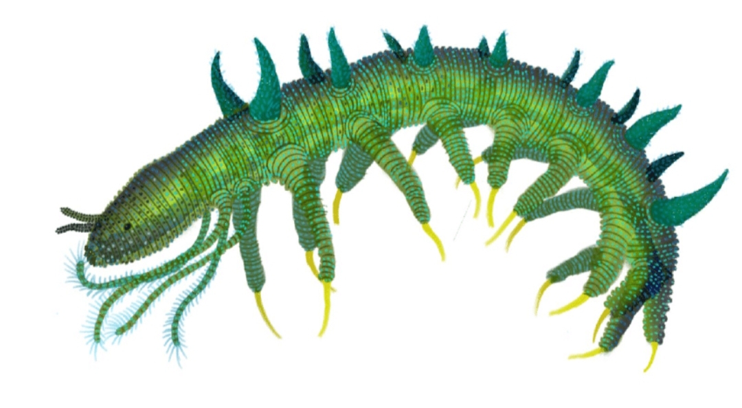 Hallucigenia