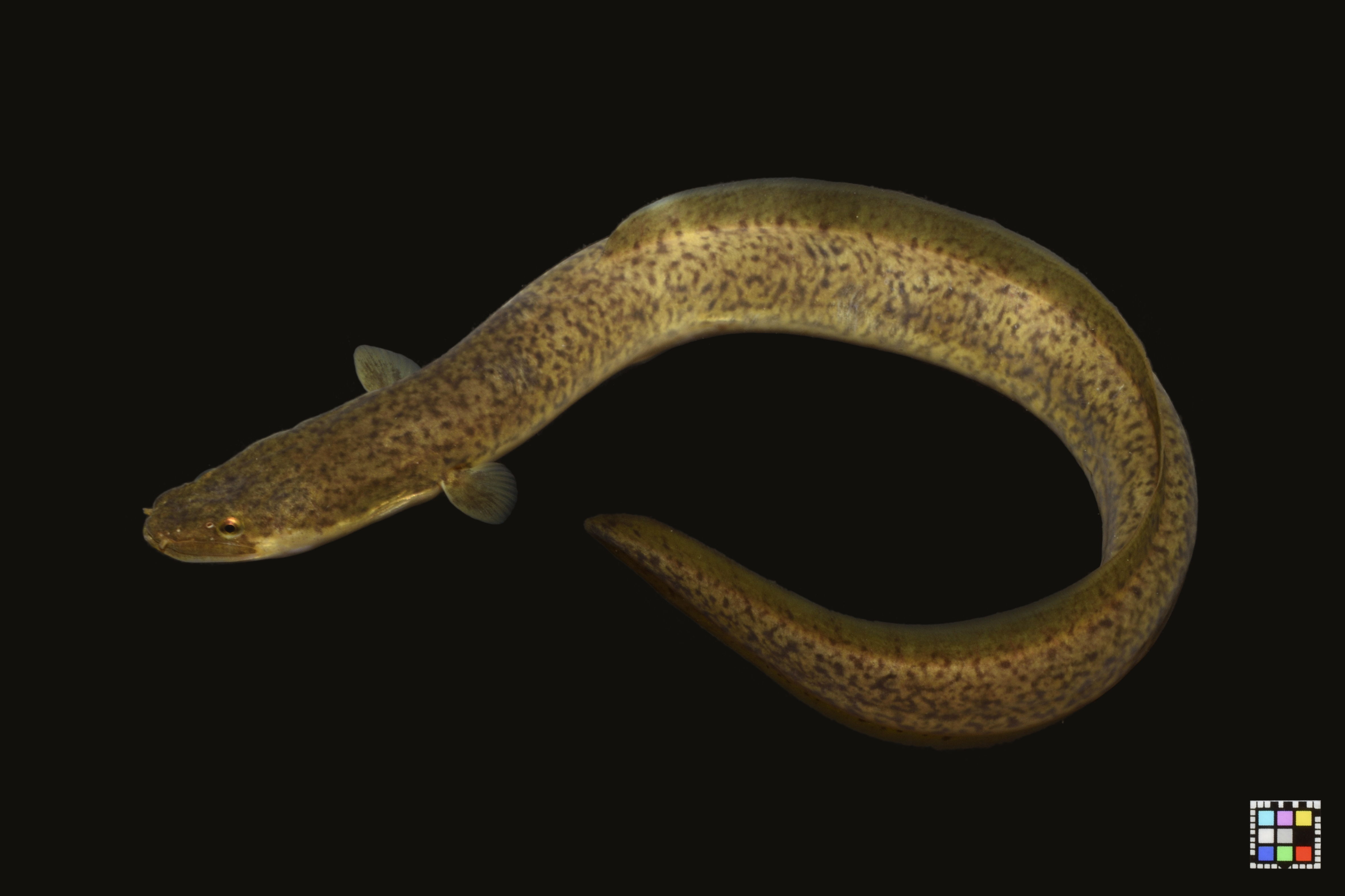 Ikan Sidat Lokal