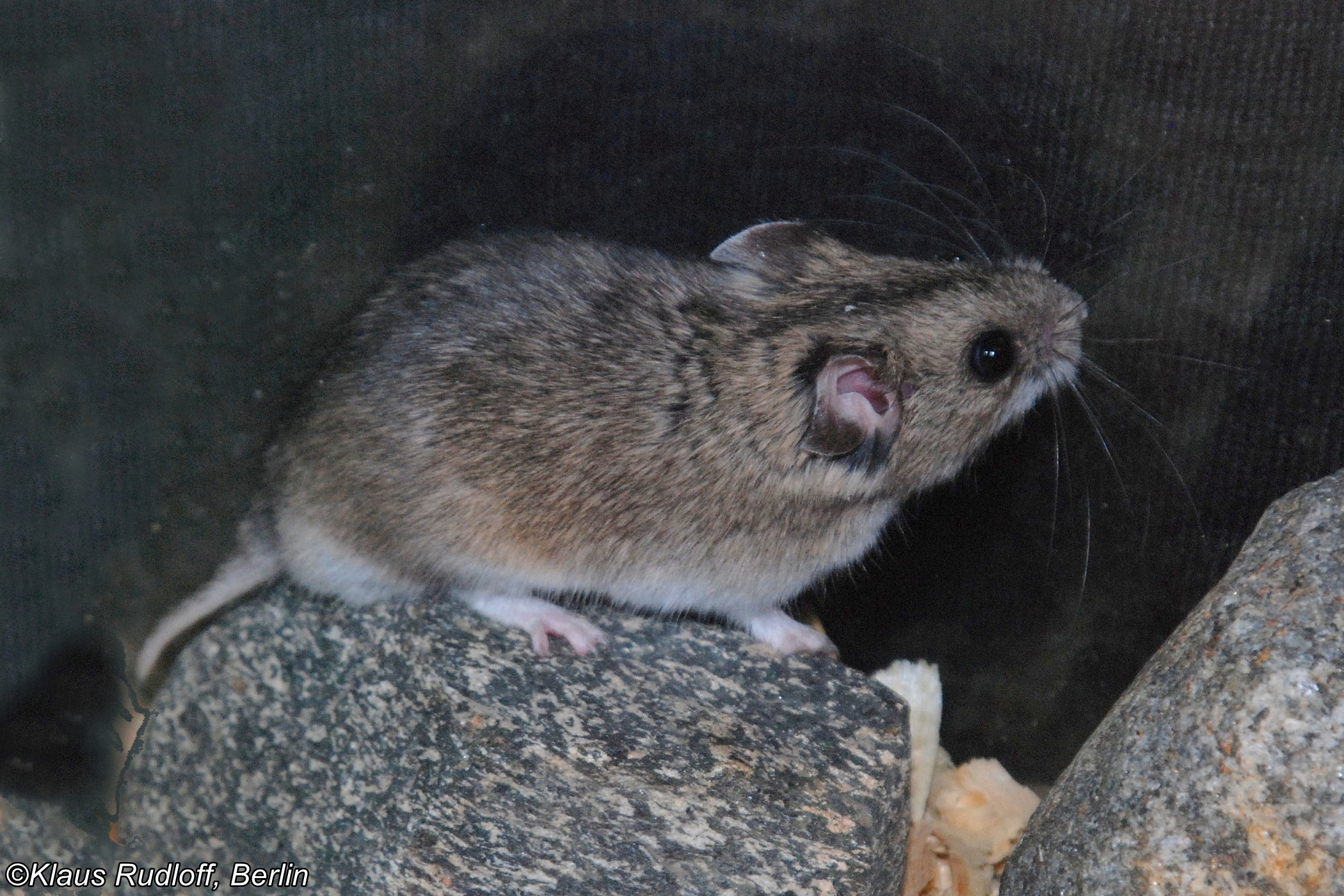 Cricetulus Longicaudatus