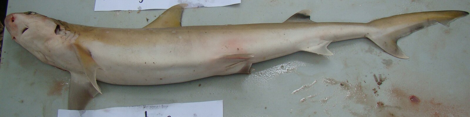 Hemigaleus microstoma