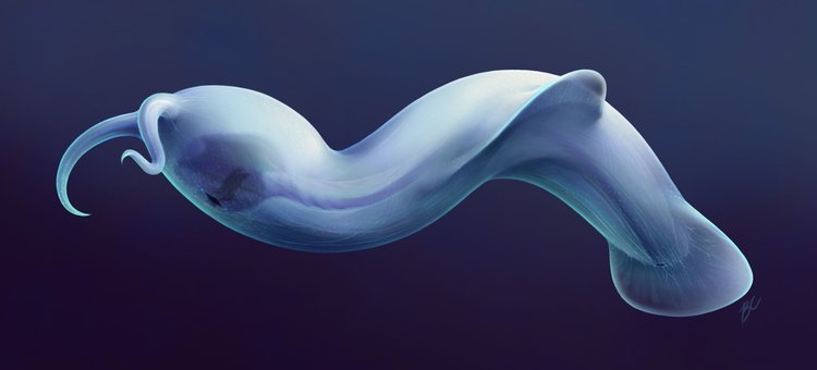 Amiskwia sagittiformis