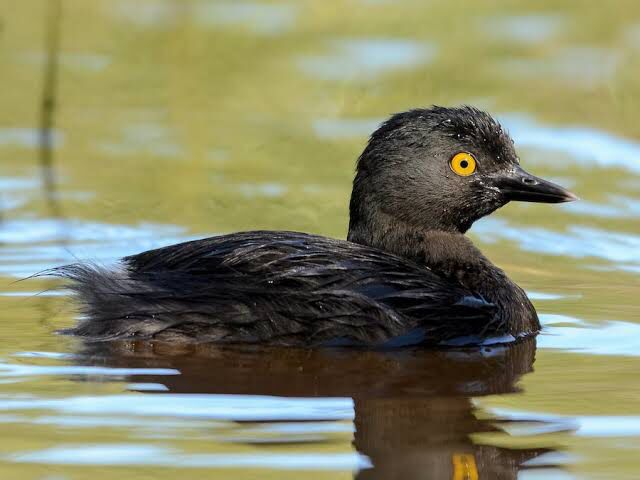 Tachybaptus dominicus