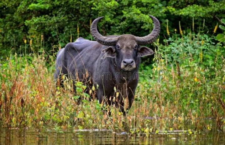 Bubalus arnee spp.migona