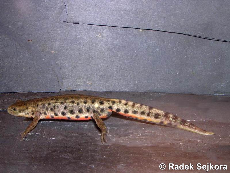 Lissotriton Boscai