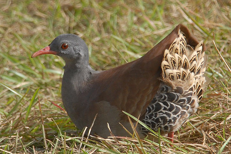 Crypturellus Parvirostris