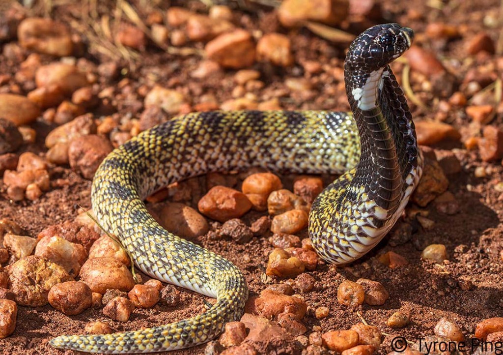 Aspidelaps Scutatus