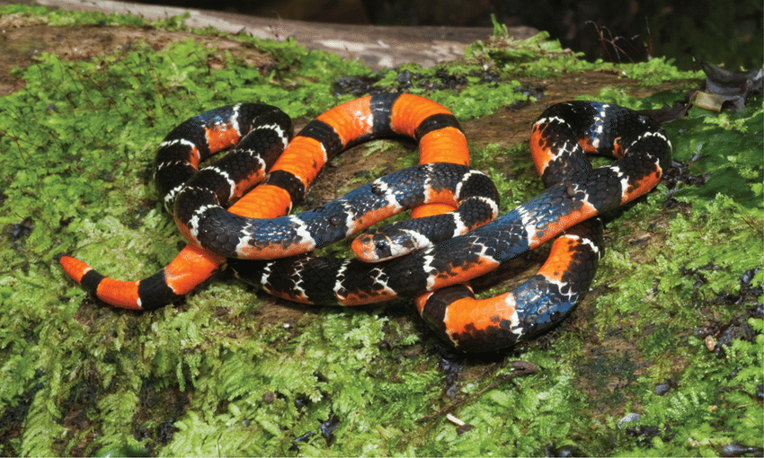 Hemibungarus Calligaster