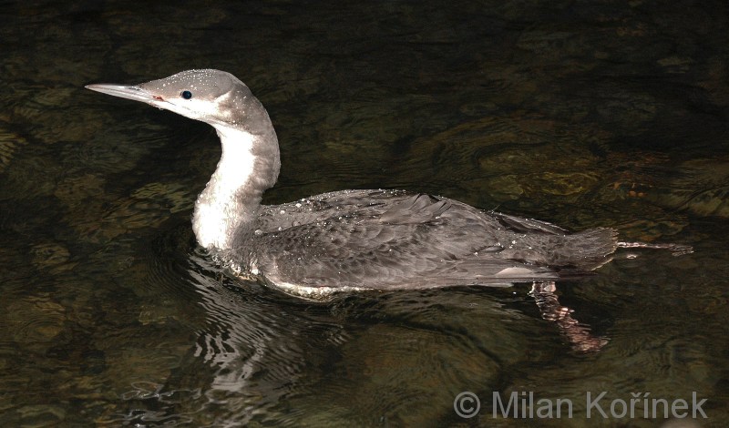Gavia Arctica
