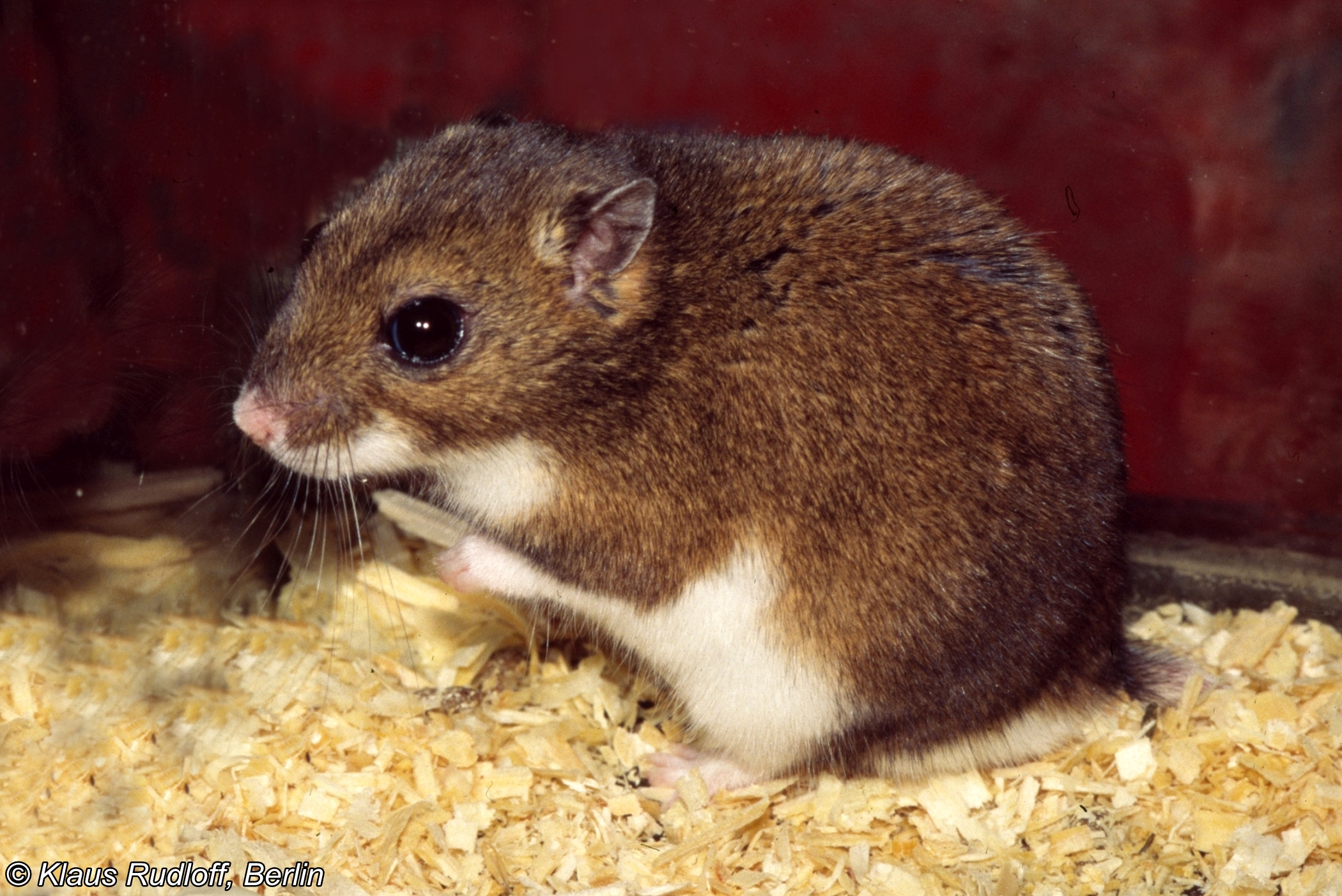 Allocricetulus Eversmanni