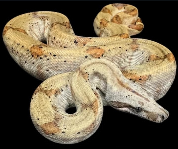 Boa imperator spp.eques