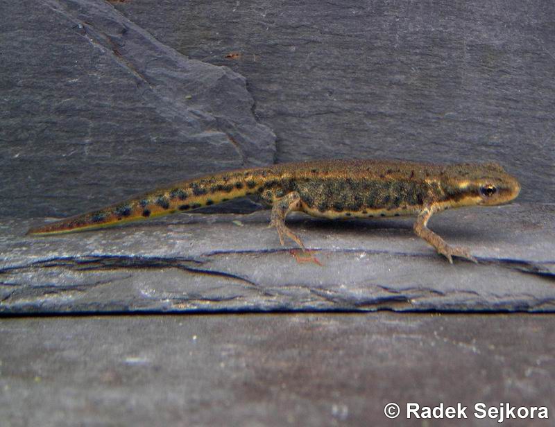 Lissotriton italicus
