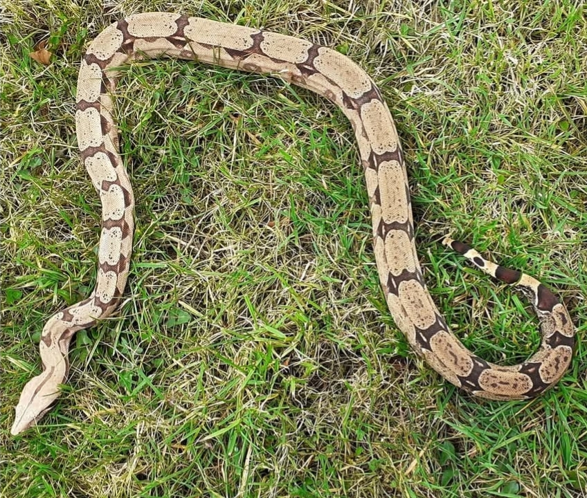 Boa constrictor spp.amarali