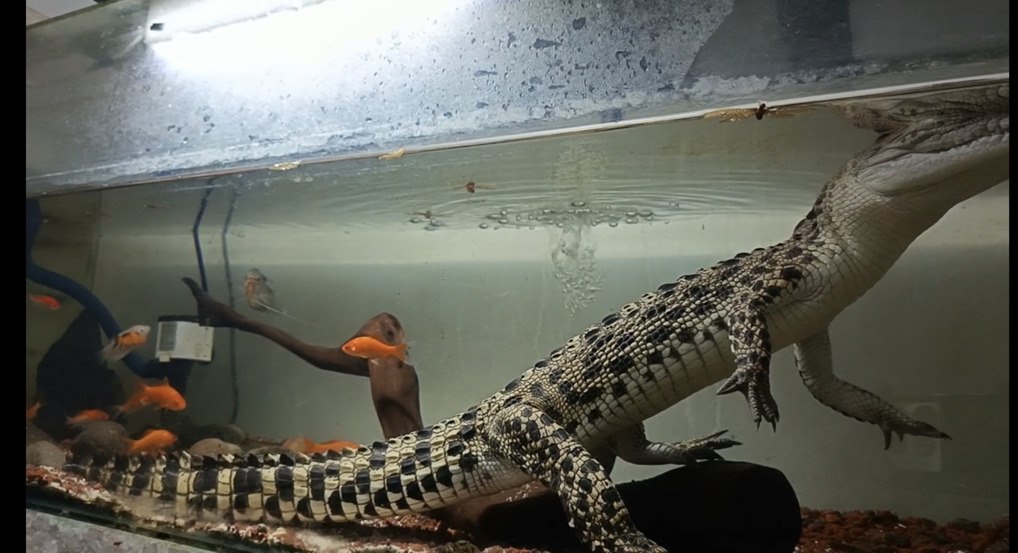 Crocodylus porosus