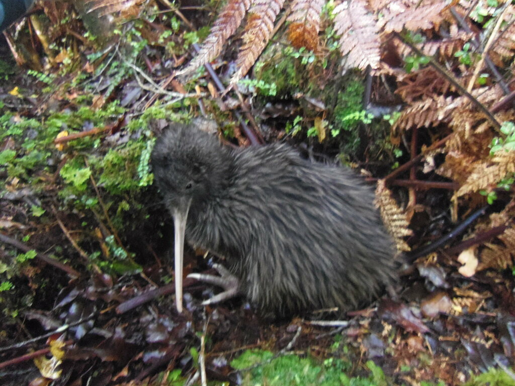 Apteryx rowi