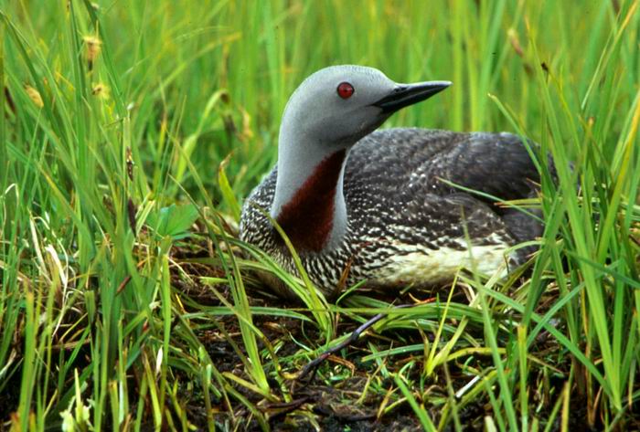 Gavia Stellata