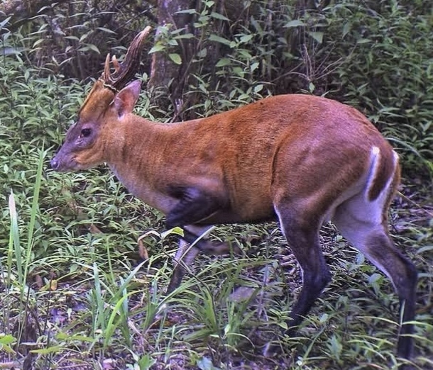Muntiacus muntjak