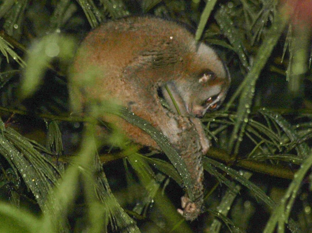 Nycticebus javanicus