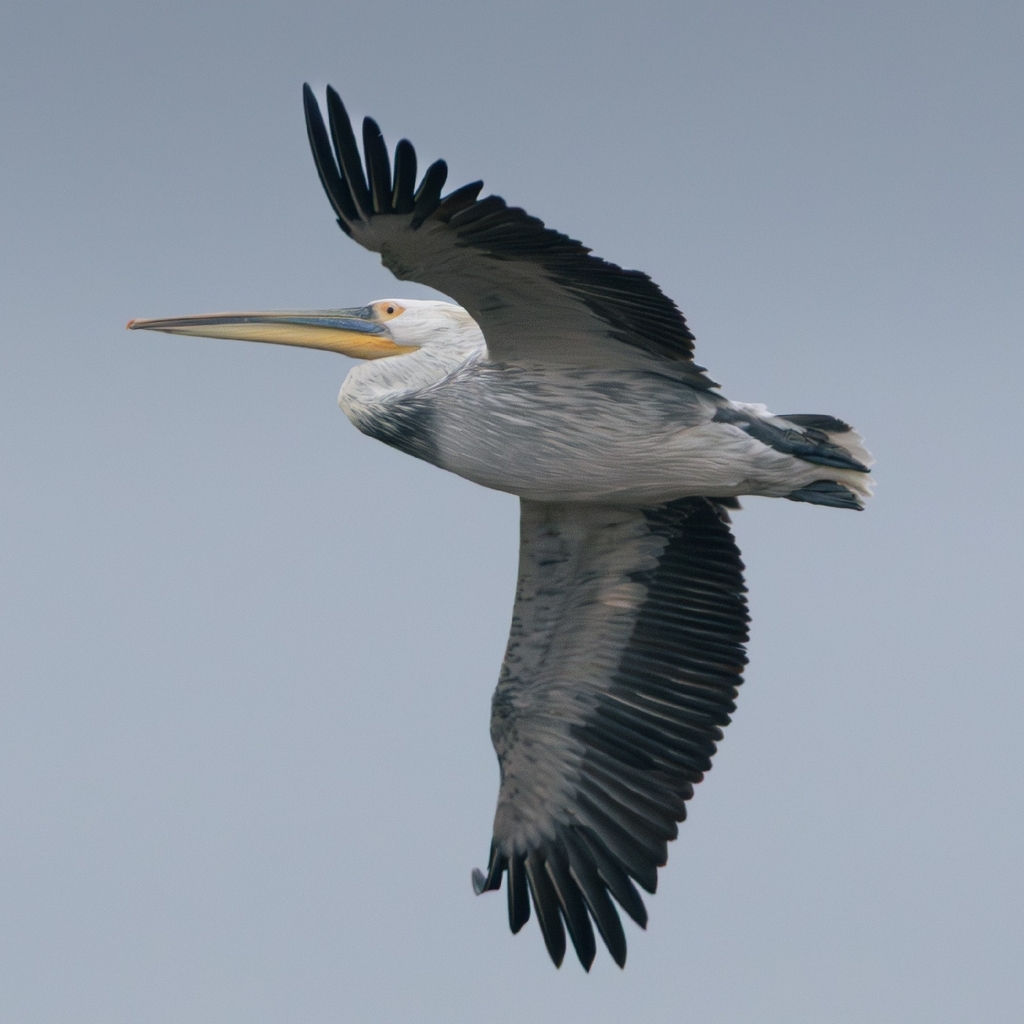 Pelecanus crispus × onocrotalus