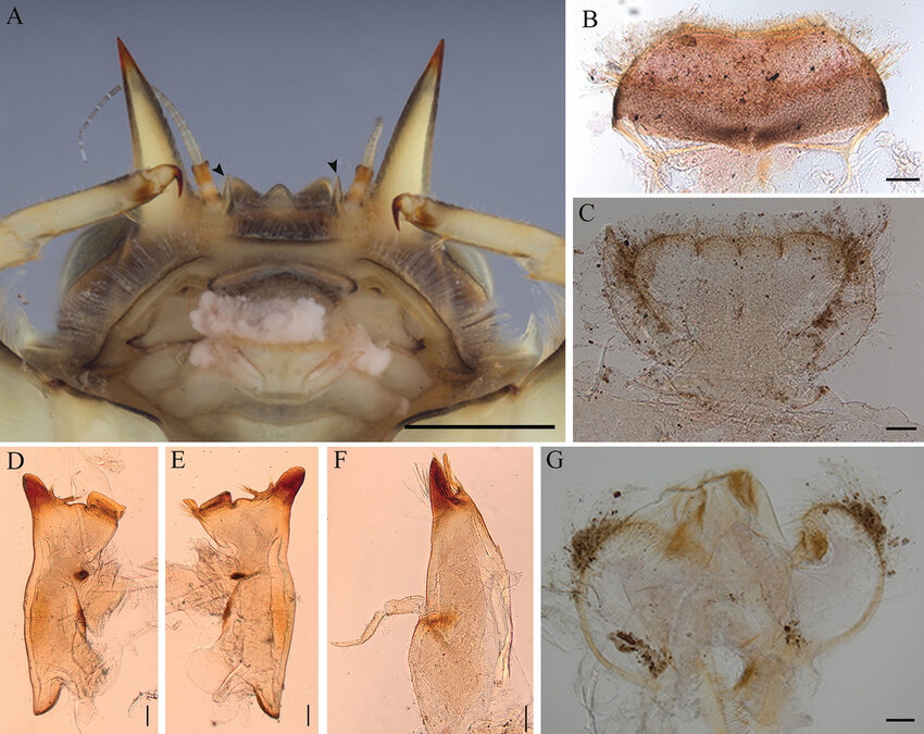 Vietnamella Maculosa
