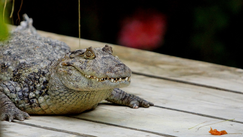 Caiman latirostris