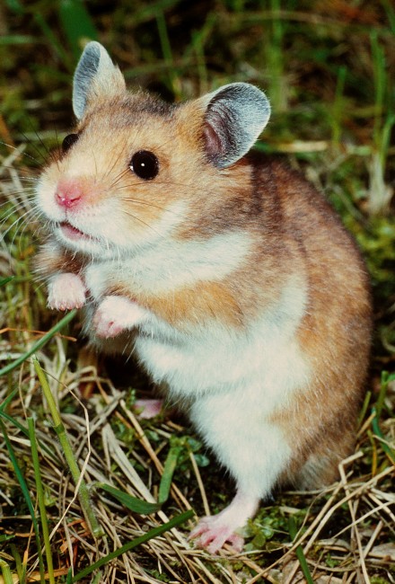 Mesocricetus Auratus