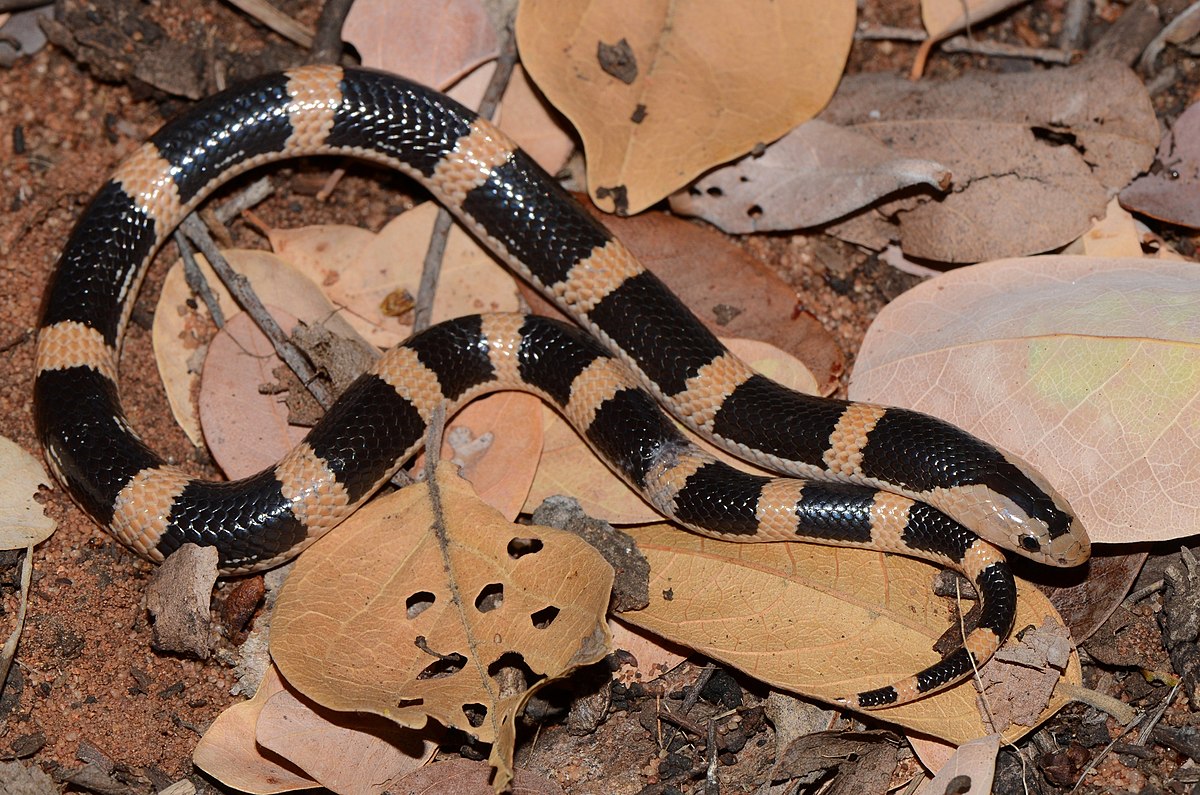 Elapsoidea Broadleyi