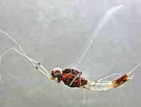 Paraleptophlebia falcula