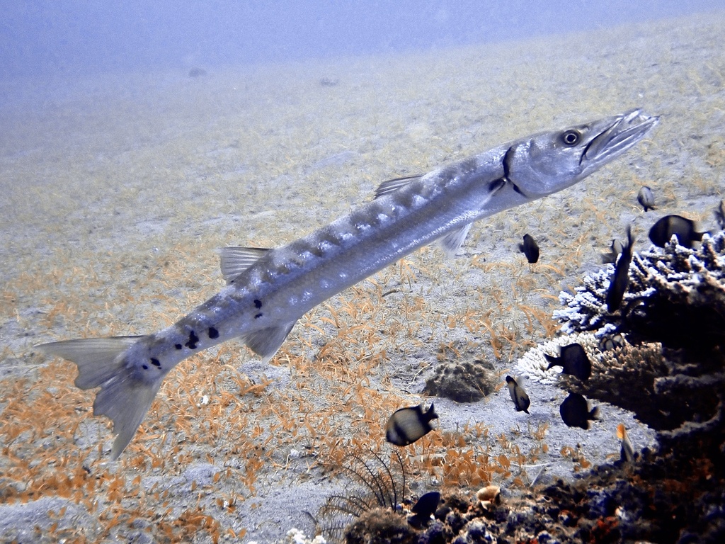 Sphyraena barracuda