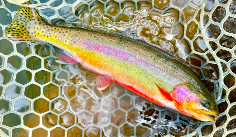 Oncorhynchus aguabonita ssp. aguabonita