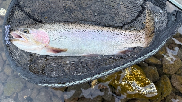 Oncorhynchus mykiss ssp. aquilarum