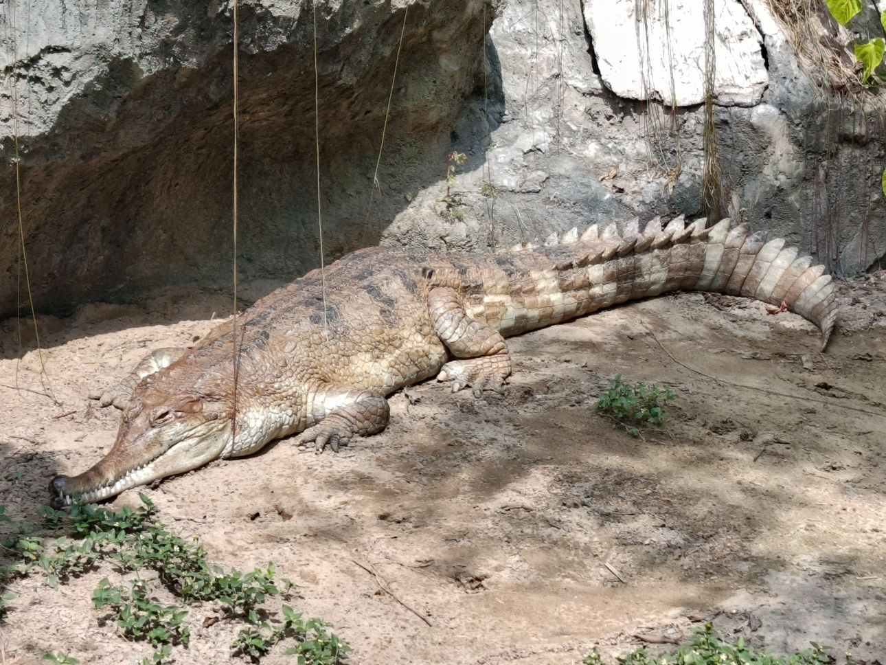 Tomistoma schlegelii
