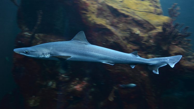 Galeorhinus galeus