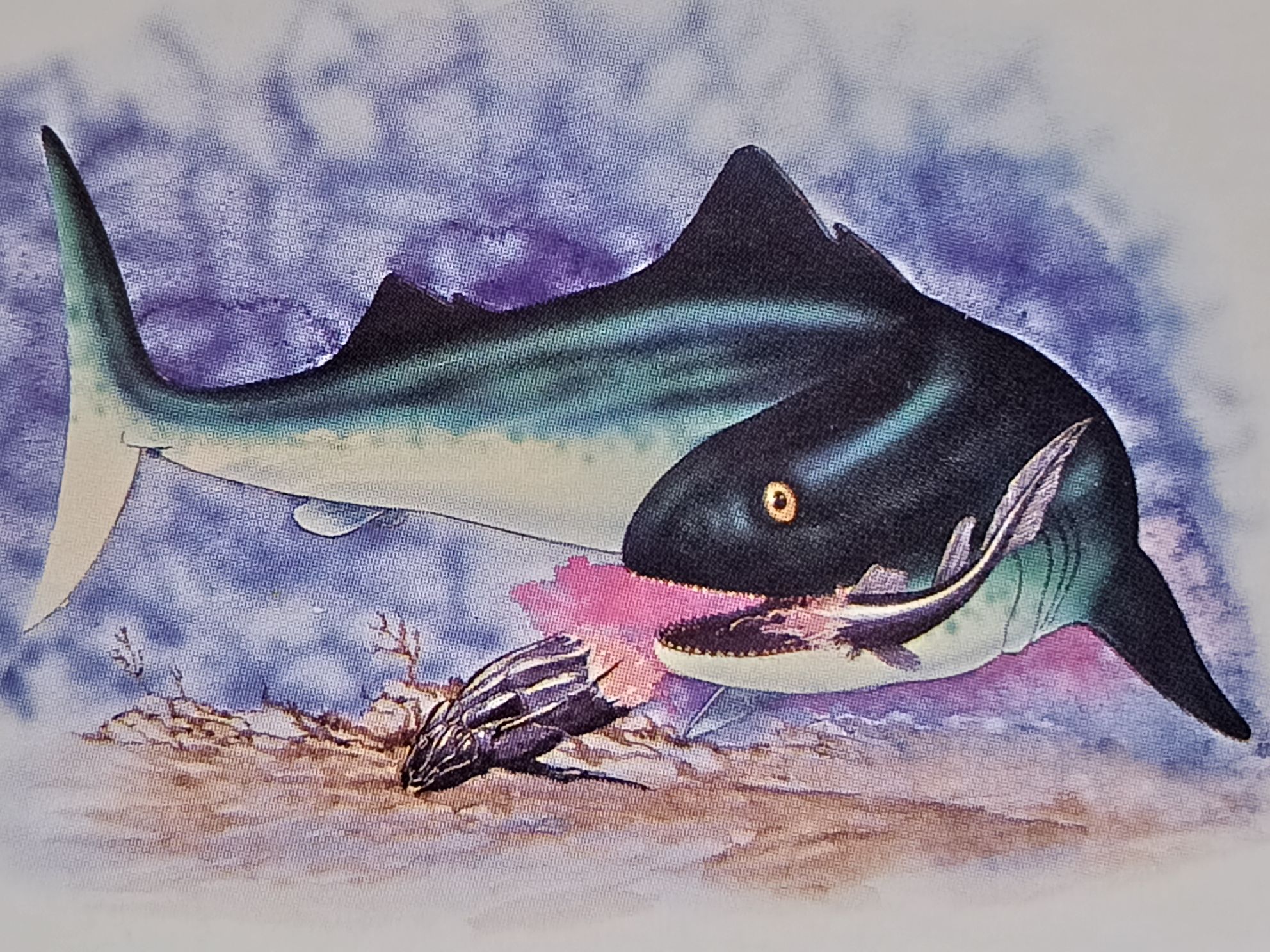 Cladoselache