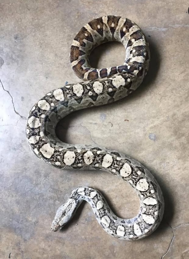 Boa constrictor spp.ortonii