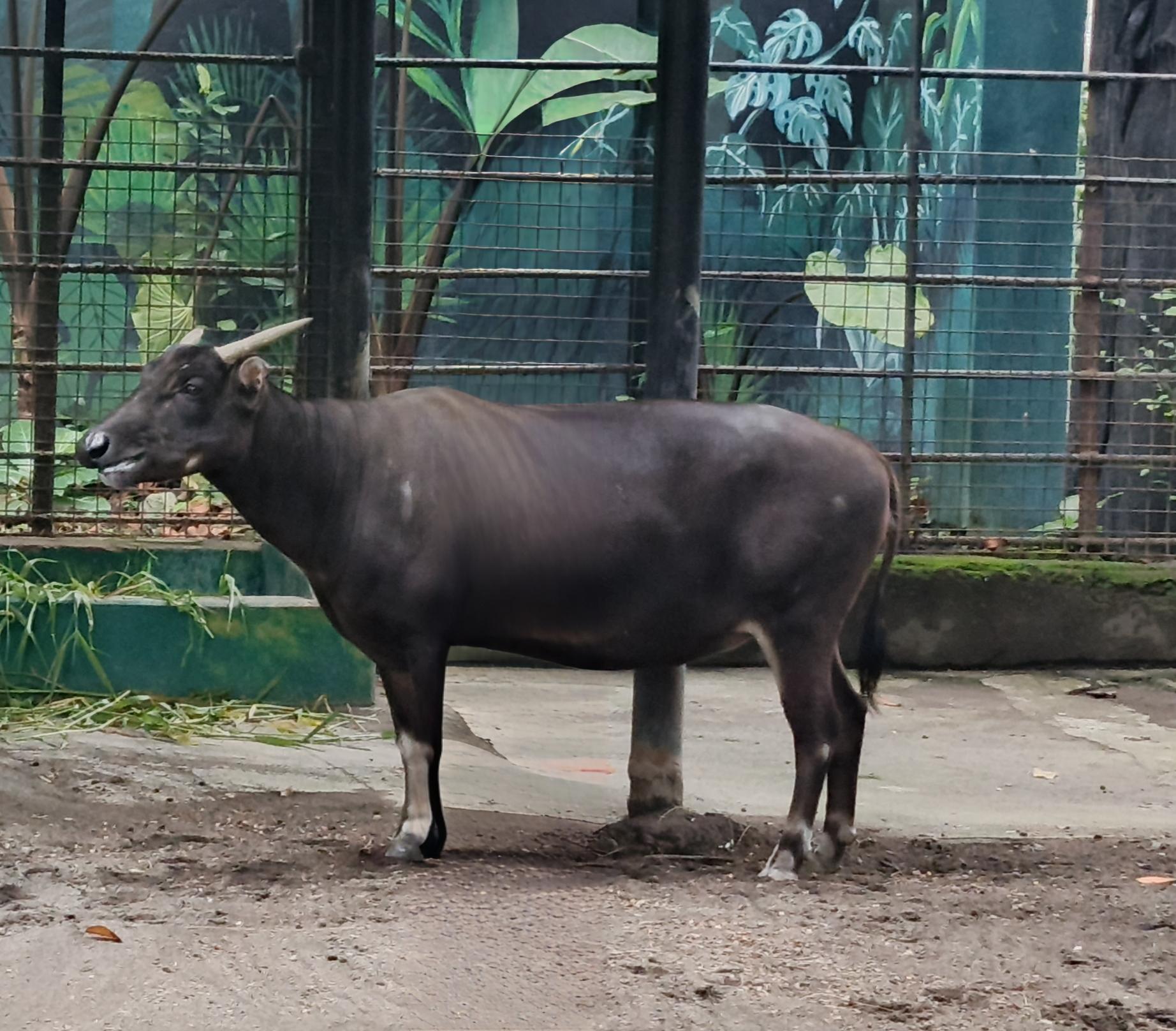 Bubalus depressicornis