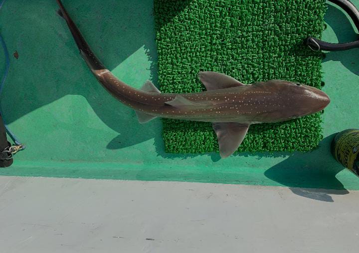Mustelus Manazo